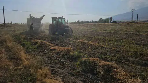 Adilcevaz ovasında fasulye hasadı bereketi yaşanıyor