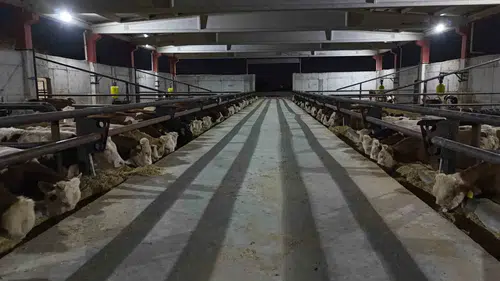 Şanlıurfa kırmızı et üretim merkezi oluyor