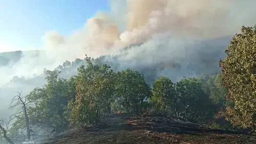 Bingöl Genç'te çıkan orman yangını ekiplerin müdahalesiyle söndürüldü