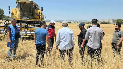 Dicleli çiftçilere yüzde 75 hibeli mercimek tohumu desteği veriliyor