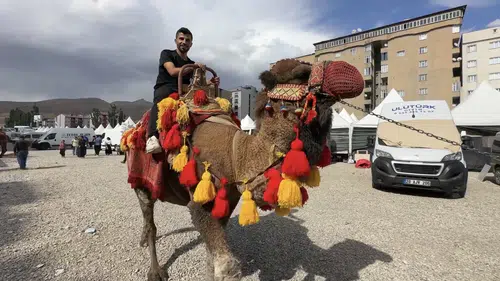 Yüksekova halkı Hatay'dan gelen develer ve midilli atlarıyla buluştu