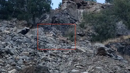 Diyarbakır Çüngüş kırsalında nesli koruma altındaki dağ keçileri görüntülendi