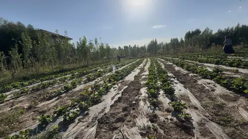 Ağrı Patnos'ta çilek bereketi beş dönümlük tarlada yüzleri güldürdü