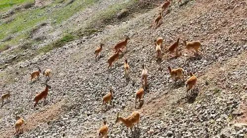 Palu Kalesi eteklerinde nadir görülen dağ keçileri dronla kaydedildi