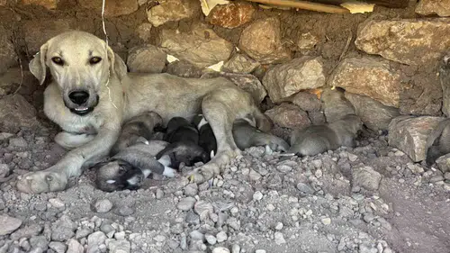 Diyarbakırda kayaların arasına sıkışan yavru köpekler kurtarıldı