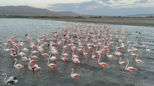 Erçek Gölü flamingoların gelişiyle yeniden renkli görüntülere sahne oluyor