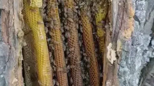 Elazığ Palu'da ağaç kovuğunda doğal bal sürprizi