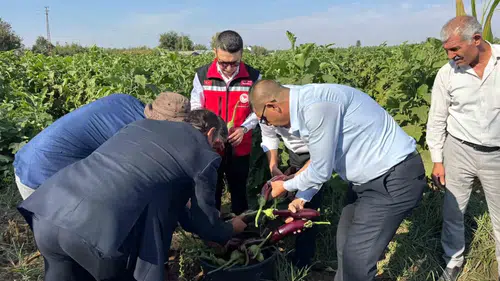 Birecik'te Kelaynak Patlıcan ve Fıstık Festivali coşkulu bir hasatla açıldı