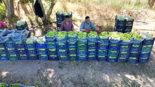 86 yaşındaki Ahmet amca tarlasında ürettiği biberlerle bölge ekonomisine can veriyor