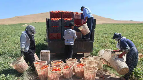 Elazığ tarlalarında zorlu domates hasadı mesaisi
