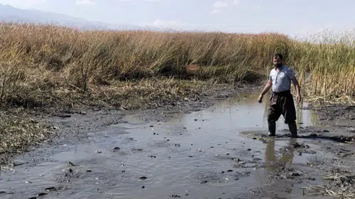 Yüksekova Nehil Sazlığı'nda kuraklık balıkları çamur içinde bıraktı