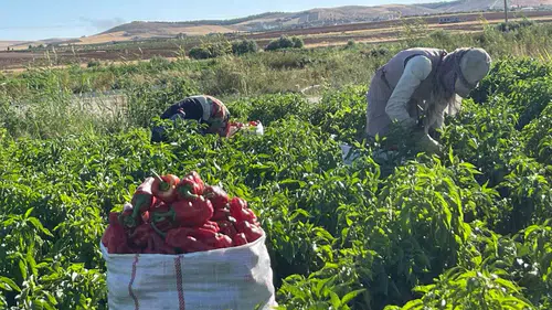 Şanlıurfa tarlalarında isot hasadı başladı