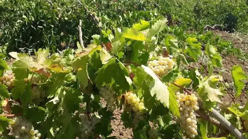 Diyarbakır Çüngüş ilçesinde bağ bozumu heyecanı başladı