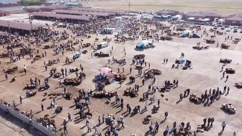 Ağrı'da şap hastalığı alarmı hayvan borsası kapılarını kapattı