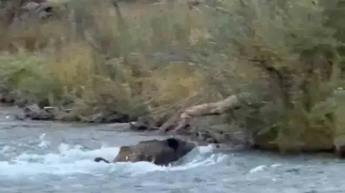 Tunceli Mercan Vadisi'nde yaban domuzunun zorlu dere mücadelesi görüntülendi