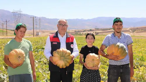 Elazığ tarlalarında kabak bereketi yaşanıyor