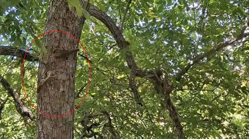 Diyarbakır’da sincapların ağaç üstündeki neşeli kovalamacası görüntülendi