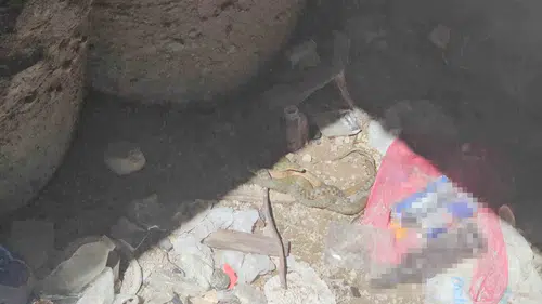 Bitlis Adilcevaz'da damalı su yılanlarının nadir görülen aşk dansı