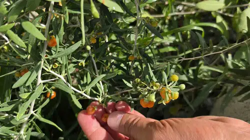 Çin tıbbının şifa kaynağı Goji Berry Bitlis topraklarında yetişmeye başladı