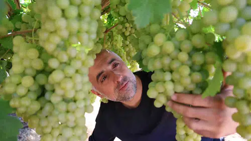 Elazığ bağlarında hasat heyecanı başladı
