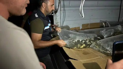 Bitlis'in su kaynaklarına bir milyondan fazla yavru sazan bırakıldı