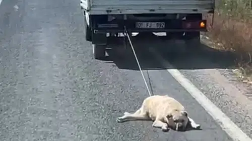Şanlıurfa'da kamyonet arkasında köpeği sürükleyen sürücüye tepki yağdı