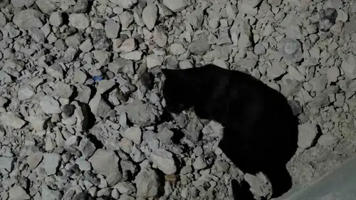 Van Gölü kıyısında kedi ve farenin şaşırtan oyun arkadaşlığı