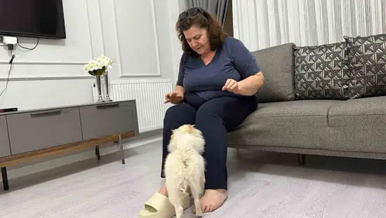 Aydın'dan alınan köpek Mardinli ailenin kabusu oldu