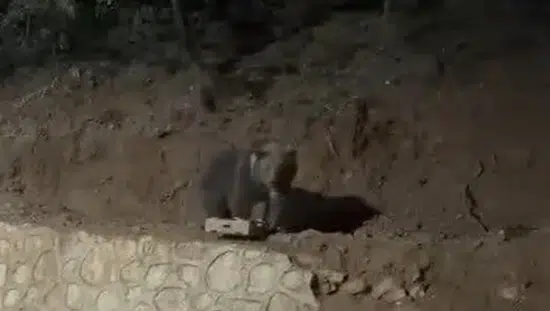 Ovacık'ın tanıdık misafiri ayı yine mahallede görüntülendi