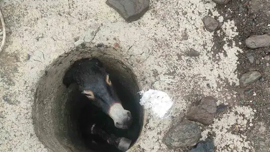 Elazığ Karakoçan'da kuyuya düşen eşek kurtarıldı