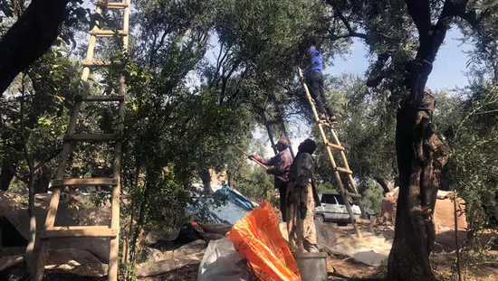Mardin Derik zeytininde hasat dönemi başladı
