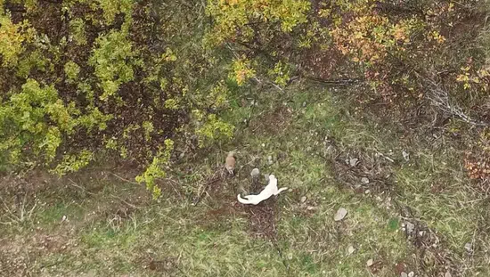 Muş kırsalında çoban köpeği ile porsuğun nefes kesen mücadelesi görüntülendi
