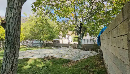 Adilcevaz cevizinde hasat dönemi tüm hızıyla sürüyor