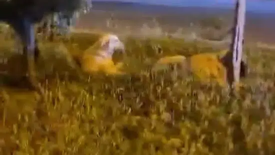 Batman'da köpekleri öven vatandaşa canlı yayında saldırı şoku