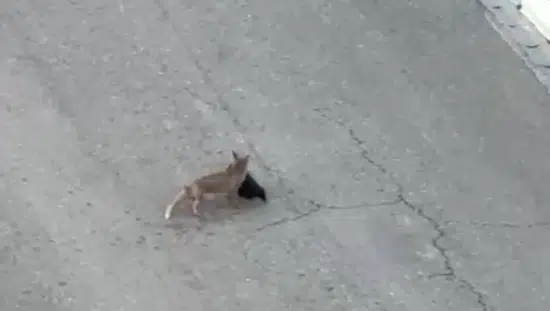 Batman yolunda tilki ile vatandaşın şaşırtıcı diyaloğu