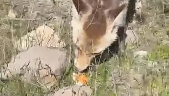 Bitlis'te piknik yapan vatandaşın sofrasına aç tilki misafir oldu