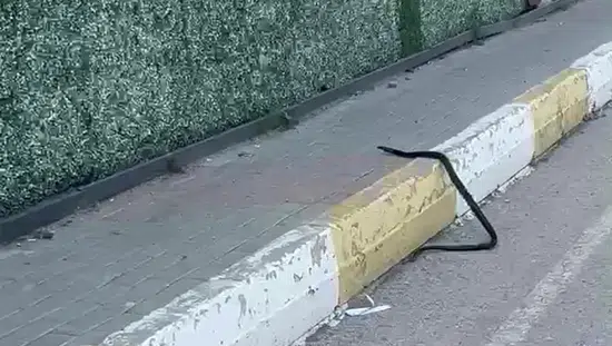 Şırnak merkezde kaldırımda yürüyen dev yılan vatandaşı korkuttu