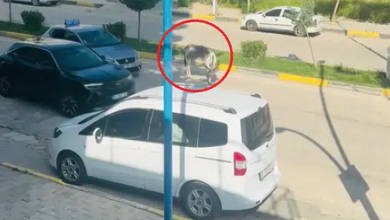 Ergani yolunda eşek trafiği kilitledi