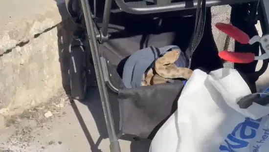 Urfa'da piknik alanında korkutan yılan paniği