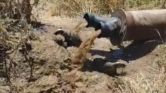 Bismil tarlalarında sulama borusundan çıkan misafirler