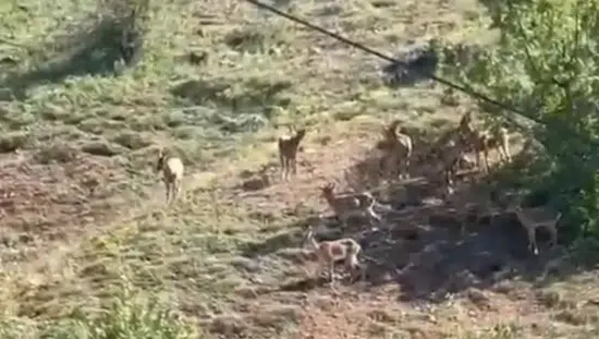 Elazığ’da yaban hayatının nadir görüntüleri kayıt altına alındı