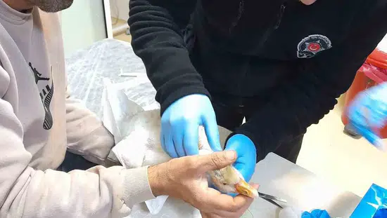 Yaralı kaz hastanenin acil servisine sığındı