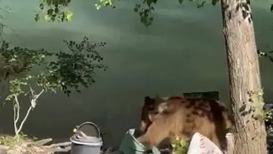 Tunceli'de piknik keyfi yapanların yanına davetsiz bir bozayı geldi