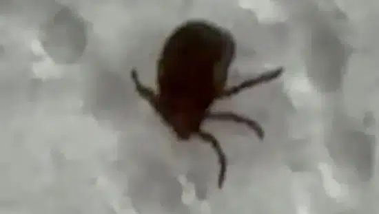 Siirtte bağında kene fark eden vatandaş hastaneye gitti