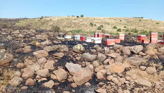 Karakoçan'da çıkan arazi yangını çok sayıda arı kovanını küle çevirdi