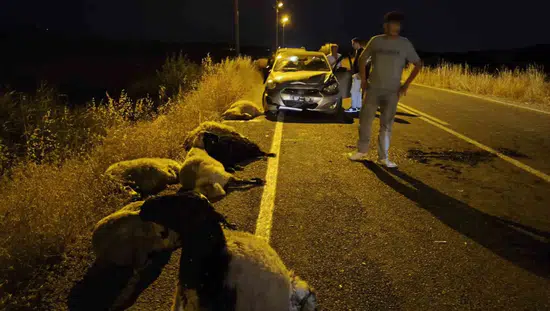 Çüngüş ilçesindeki trafik kazasında on koyun hayatını kaybetti