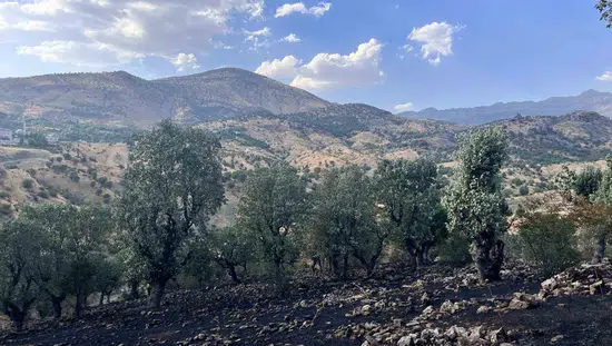 Siirt'te 5 ayrı noktada yangın, ekipler dört bölgede kontrolü sağladı