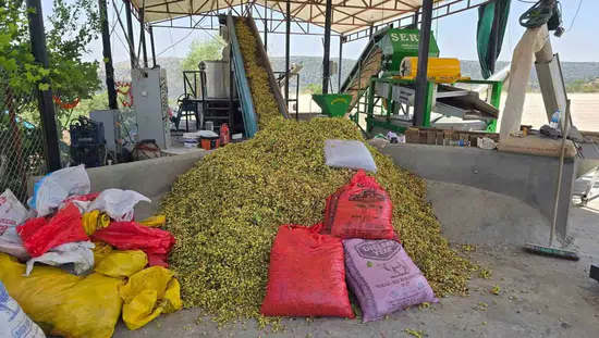 Çermikli üreticiye erken hasat uyarısı