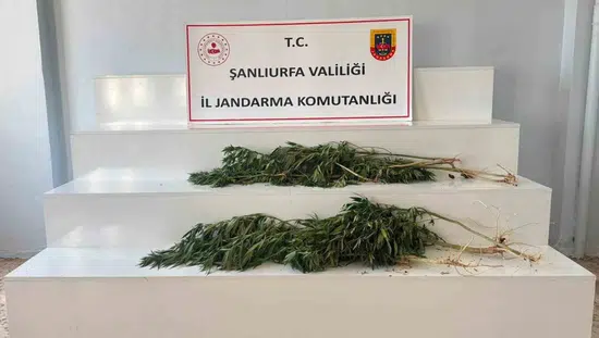 Şanlıurfa kırsalında kenevir baskını