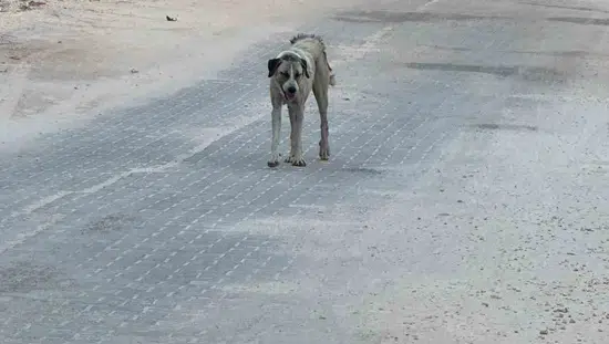 Şanlıurfa Halfeti’de küçük çocuğa sokak köpeği saldırdı